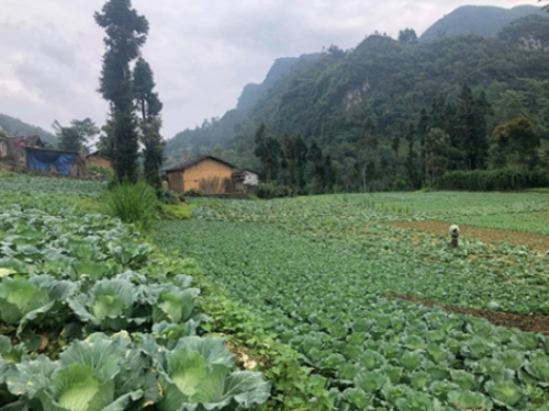 Mô hình trồng rau bắp cải tại xã Sảng Tủng, Đồng Văn