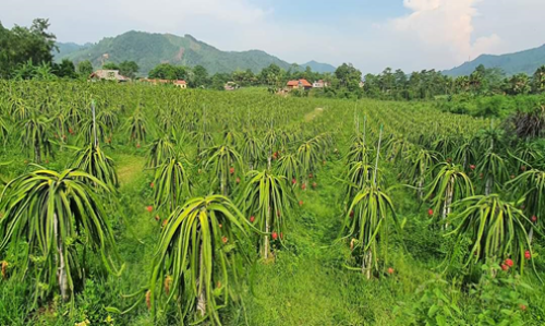 Phát triển kinh tế nông thôn ở Bắc Quang
