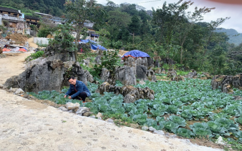 Vườn Rau bắp cải nương của người dân thôn Lao Xa