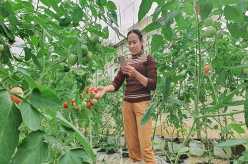 Mô hình cà chua nhà lưới của  Hội viên Hội nông dân Hoàng Thị Trọng, thôn Bế Triều, xã Quang Minh, huyện Bắc Quang
