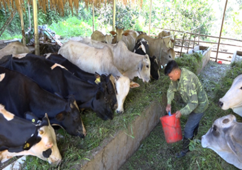 Mô hình liên kết chăn nuôi bò sinh sản để nâng cao tiêu chí thu nhập của hộ ông Mạc Văn Tỉnh, thôn Thống Nhất, xã Vinh Hảo, huyện Bắc Quang