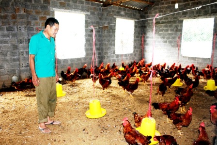 Mô hình chăn nuôi gà thịt và kinh doanh giống gia cầm của ông Nguyễn Văn Hoán, thôn Việt Thành