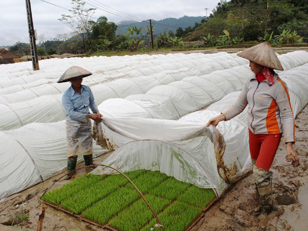 Người dân thôn Trung Thành, xã Bằng Lang chuẩn bị mạ khay gieo cấy lúa vụ Xuân
