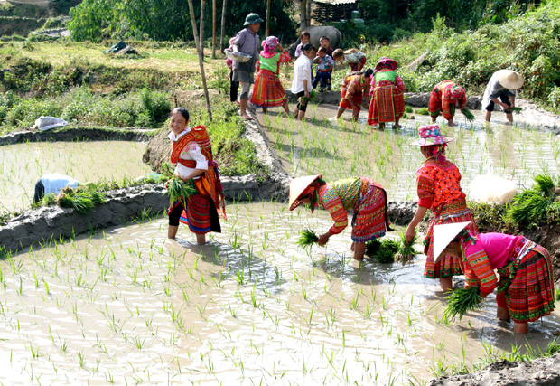 Tranh thủ thời tiết thuận lợi, bà con nông dân xã Tả Sử Choóng xuống đồng cấy lúa Xuân