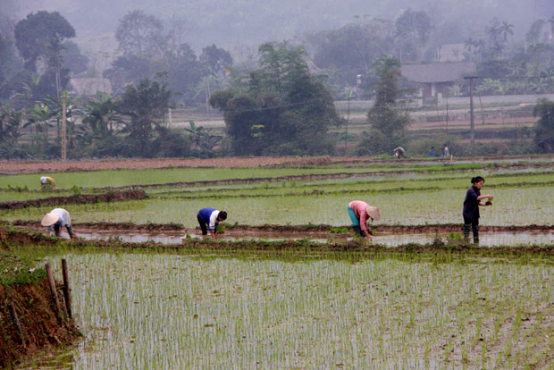 Người dân xã Vĩ Thượng (Quang Bình) gieo cấy lúa Xuân