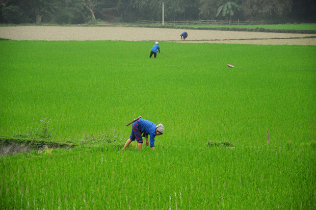 Nông dân thôn Thượng Mỹ, xã Việt Vinh chăm sóc lúa Xuân