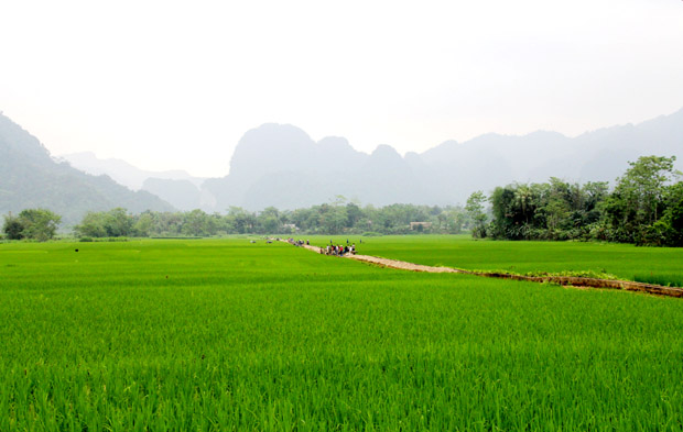 Cánh đồng mẫu trên 10 ha với các giống lúa chất lượng cao của thôn Bản Lủa, xã Linh Hồ (Vị Xuyên) sẽ góp phần nâng cao thu nhập cho người dân