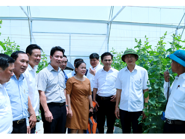 Đoàn công tác của BTV Tỉnh ủy tham quan vườn dưa trồng trong nhà lưới tại gia đình ông Lê Văn Bình, xã Xuân Mỹ, huyện Nghi Xuân