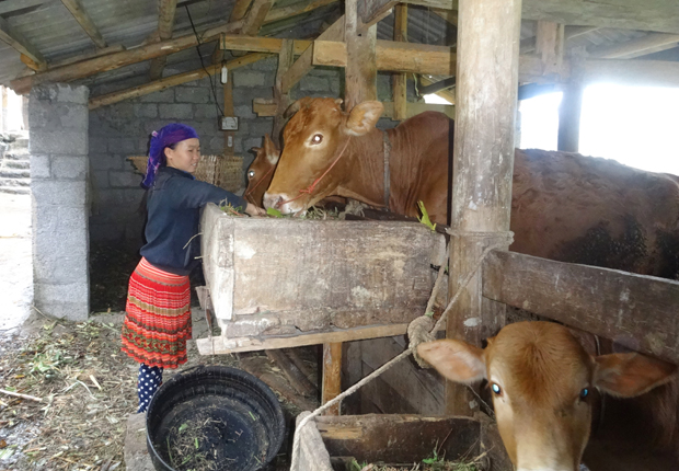 Từ nguồn vốn tín dụng của Agribank, nhiều hộ dân trên địa bàn tỉnh đã mạnh dạn đầu tư phát triển chăn nuôi bò hàng hóa
