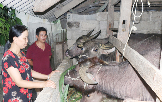 Chăn nuôi đại gia súc hàng hóa mang lại nguồn thu nhập bền vững cho gia đình chị Liên, xã Du Già