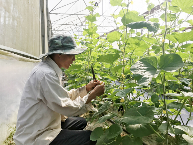 Mô hình trồng rau trong nhà lưới của HTX Thanh niên thôn Nà Thài (xã Phương Tiến) mang lại thu nhập cao