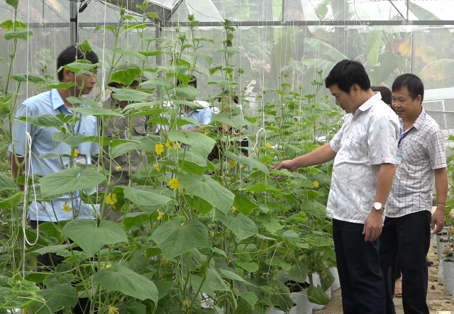 Mô hình trồng dưa lưới công nghệ cao xã Đồng Yên, huyện Bắc Quang