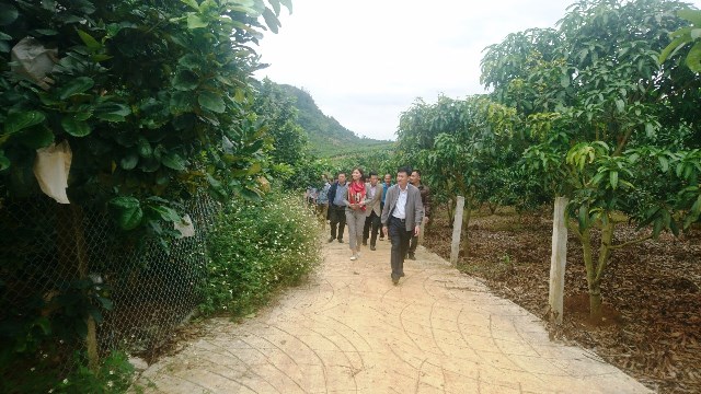 Đ/c Nguyễn Ngọc Sơn và đoàn công tác tham quan mô hình trồng bưởi tại thôn Ngọc Lan, xã Hát Lót, thành phố Sơn La