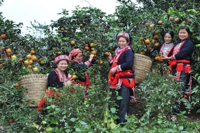 Nhân dân huyện Bắc Quang thu hoạch cam sành