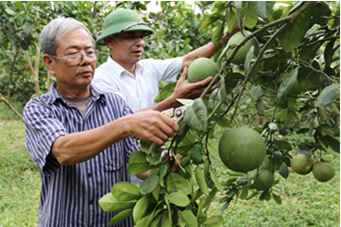 Người dân thôn Tự Lập, thị trấn Vĩnh Tuy chuyển đổi vườn tạp sang trồng cây ăn quả cho giá trị kinh tế cao