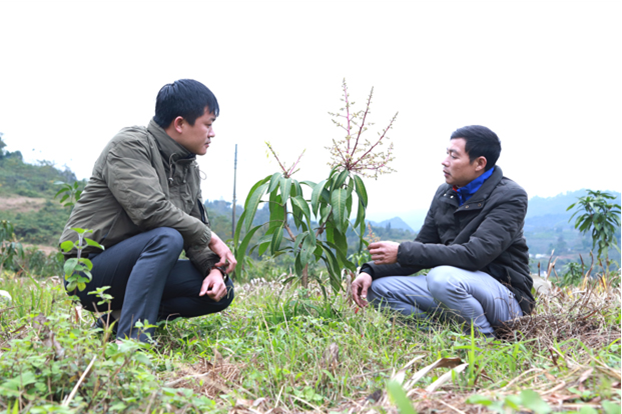 Phó Chủ tịch UBND xã Hữu Vinh Phan Văn Dưỡng (bên phải) giới thiệu mô hình trồng xoài tại thôn Viềng.