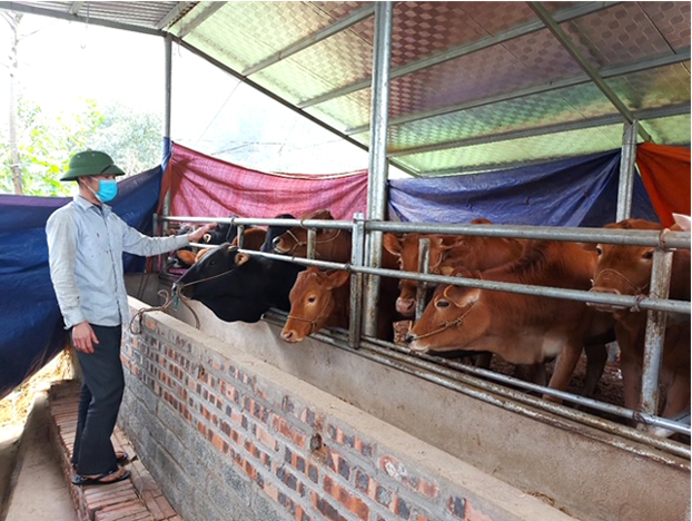 Chăn nuôi gia súc theo quy mô trang trại mang lại thu nhập cao cho người dân xã Phương Độ (thành phố Hà Giang).