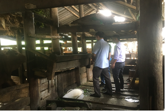 Đồng chí Nguyễn Ngọc Sơn - Phó Chánh Văn phòng điều phối NTM tỉnh kiểm tra tại mô hình chăn nuôi bò tại xã Pả Vi, huyện Mèo Vạc