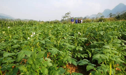 Mô hình trồng khoai tây đem lại hiệu quả kinh tế nâng cao thu nhập cho người dân thôn Yên Lập,  xã Yên Thành