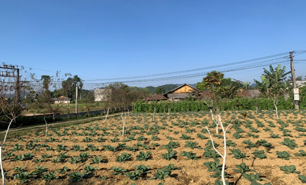 Các khu vườn hộ gia đình đa dạng các loại cây trồng phù hợp với điều kiện khí hậu, thổ nhưỡng và được bố trí, quy hoạch hợp lý tại xã Quyết Tiến, huyện Quản Bạ